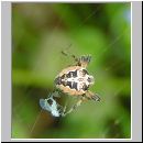 Larinioides cornutus - Schilfradspinne w02.jpg